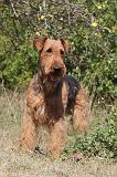 AIREDALE TERRIER 088